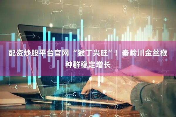 配资炒股平台官网 “猴丁兴旺”！秦岭川金丝猴种群稳定增长