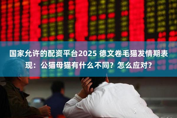 国家允许的配资平台2025 德文卷毛猫发情期表现：公猫母猫有什么不同？怎么应对？