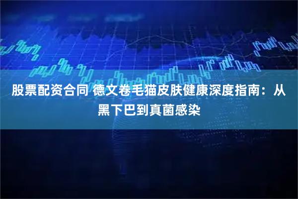 股票配资合同 德文卷毛猫皮肤健康深度指南：从黑下巴到真菌感染